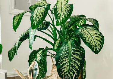 Dieffenbachia Tropic Snow