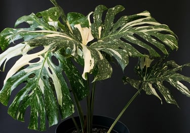 Mature Monstera Thai Constellation with splits, and holes