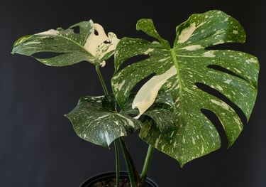 Young Monstera Thai Constellation