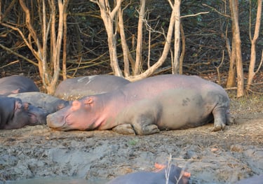Hippos in the St Lucia Estuary, isimangaliso, South Africa