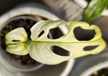 Monstera adansonii Albo Variegata almost all white plant