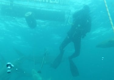 Oceanic black tips on a baited shark dive, Aliwal Shoal, Umkomaas, South Africa
