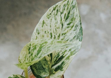 Epipremnum Marble Queen