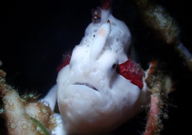 Pez rana blanco y rojo