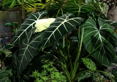 Alocasia micholitziana 'Frydek'