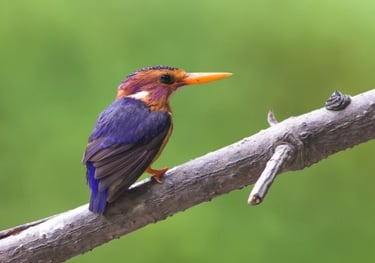 A colorful Oriental dwarf kingfisher with purple and orange feathers perched on a tree branch.