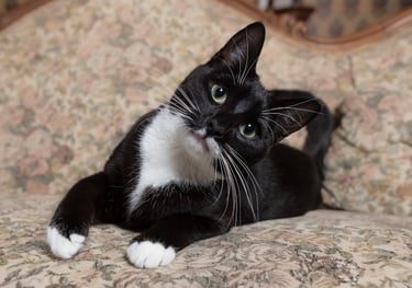 Black and white cat with a tilted head