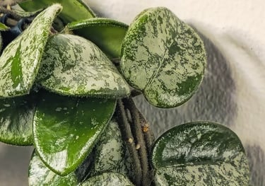 Hoya Mathilde Splash