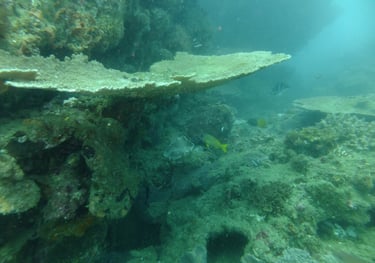 Hard coral, sodwana bay, South Africa