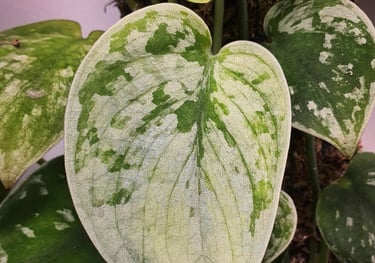 Scindapsus Silver Ann