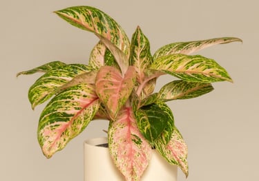 Aglaonema Prosperity