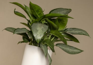 Aglaonema Silver Bay
