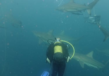 Nick Billington Oceanic black tips on a baited shark dive, Aliwal Shoal, Umkomaas, South Africa