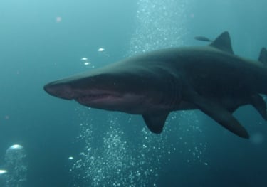 Ragged tooth Shark, Aliwal Shoal, Umkomaas, South Africa