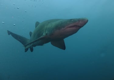 Ragged tooth Shark, Aliwal Shoal, Umkomaas, South Africa