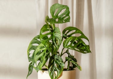 Monstera adansonii European mint