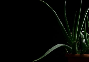 Aloe plant