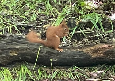 Red Squirrel at the Dingle Nature reserve