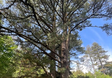 large conifer at newborough nature reserve