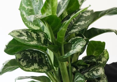 Aglaonema Amazon Silver