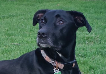 Evie Slagg is a black Labrador mix dog wearing a collar and laying on the grass.