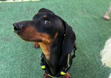 Propiocepción en perros