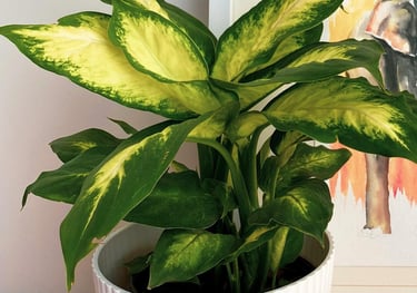 Dieffenbachia Marianne