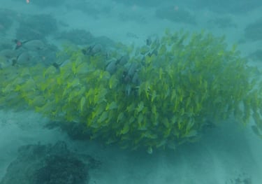 large shoal of fish, sodwana bay, South Africa