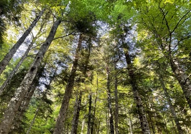 woodland near Ca Du Pays De Grasse, Grasse, France