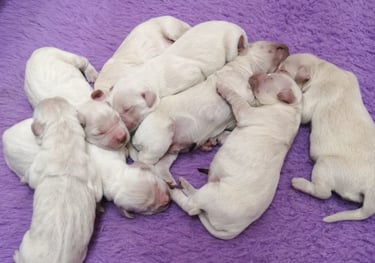 éleveurs de chiens et chats