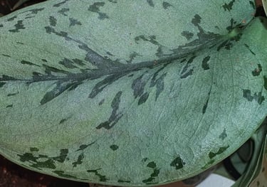 Scindapsus Silver Lady
