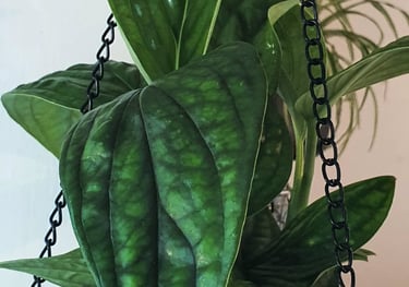 Monstera Peru