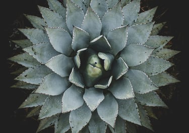 Agave cupreata plant