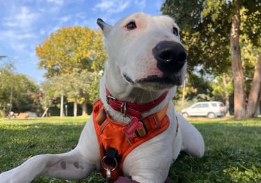 clase para cachorros