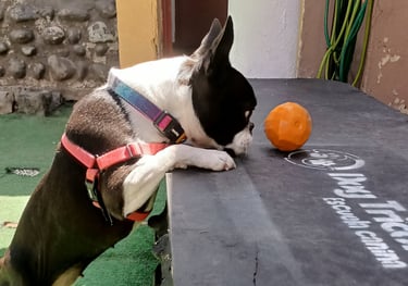 Evaluación de conducta canina