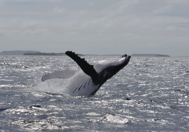 Humpback whale, Va'vau, Kingdom of Tonga