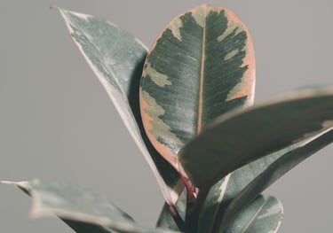 Ficus Elastica Belize