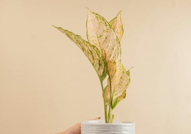 Aglaonema Pink Valentine
