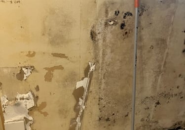 Mold discovered behind cabinets