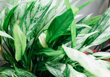 Aglaonema Greyhound
