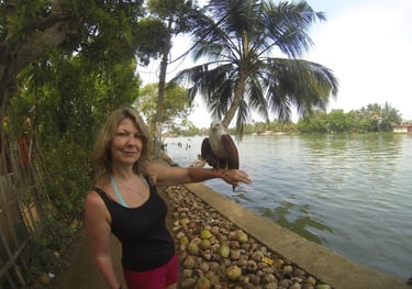 eagle on the waterway at Alappuzha, Kerala, India