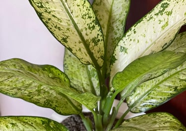 Dieffenbachia Banana