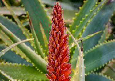 Red Aloe flower