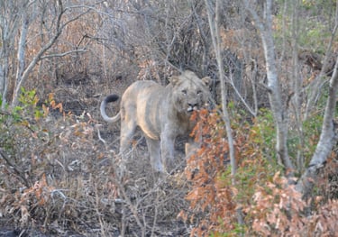 lioness eating her catch in the Hluhluwe and Umfolozi game park, South Africa
