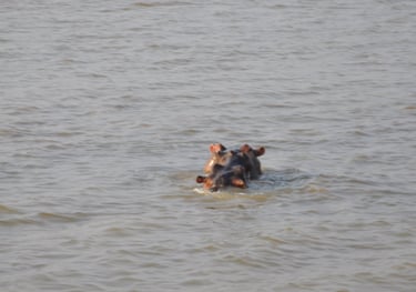 Hippos in the St Lucia Estuary, isimangaliso, South Africa