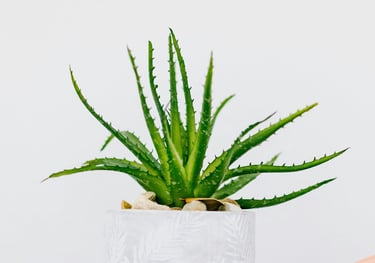 Aloe Vera