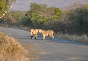 Lion and cubs in the Hluhluwe and Umfolozi game park, South Africa