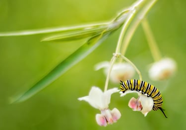 A black yellow & white caterpillar crawls on a flower of a leafy plant against a blurred background