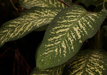 Dieffenbachia Tropic Snow