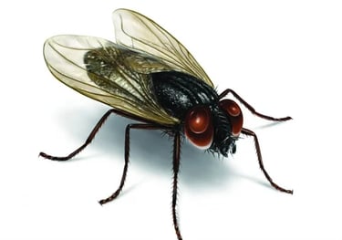 Fly Management